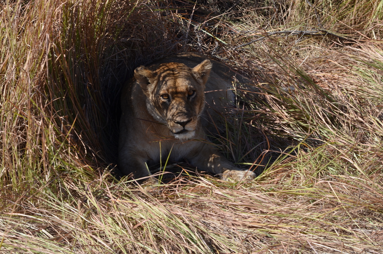 [17431] 2016_06_28_00_13_38_Africa_NIKON_D5100_IMG__00377.jpg
