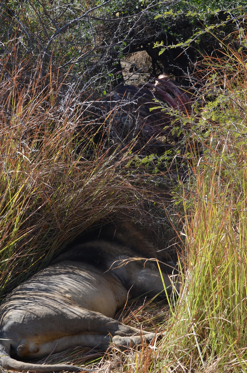 [17434] 2016_06_28_00_25_46_Africa_NIKON_D5100_IMG__05000.jpg