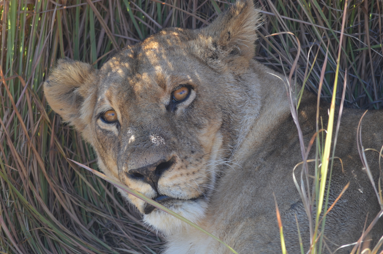 [17441] 2016_06_28_00_26_03_Africa_NIKON_D5100_IMG__00382.jpg