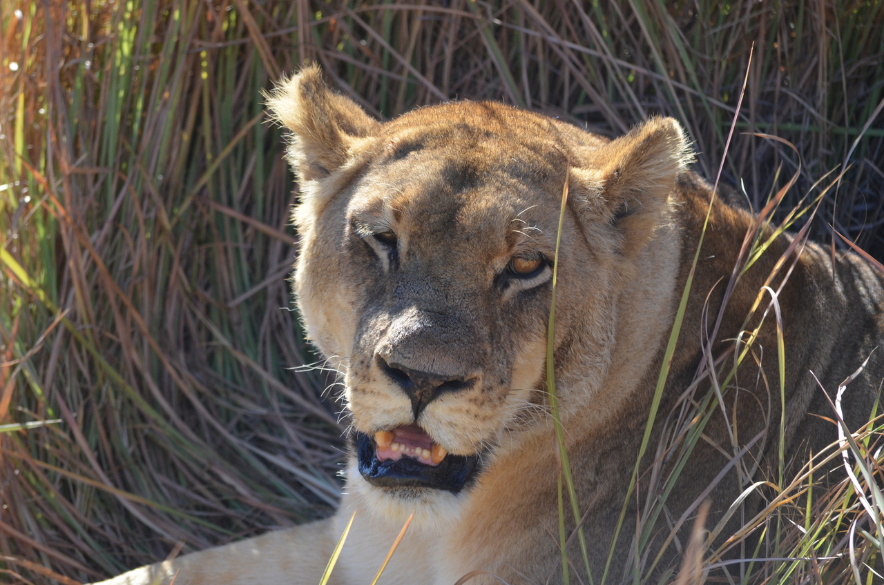 [17456] 2016_06_28_00_28_33_Africa_NIKON_D5100_IMG__05011.jpg