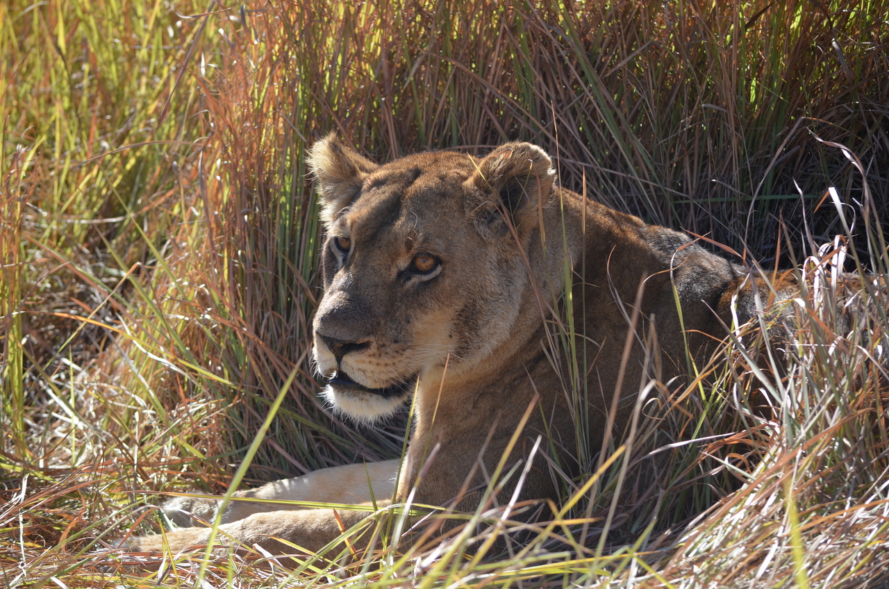 [17460] 2016_06_28_00_33_23_Africa_NIKON_D5100_IMG__05013.jpg