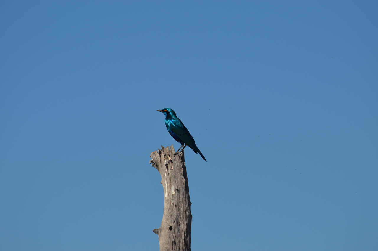 [17470] 2016_06_28_00_53_28_Africa_NIKON_D5100_IMG__05016.jpg