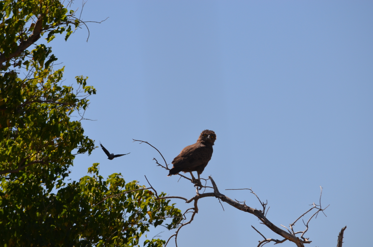 [17537] 2016_06_28_01_09_51_Africa_NIKON_D5100_IMG__00395.jpg