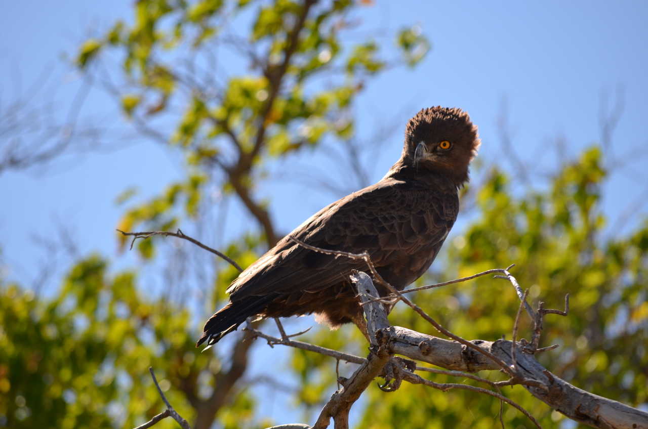 [17547] 2016_06_28_01_10_15_Africa_NIKON_D5100_IMG__00397.jpg