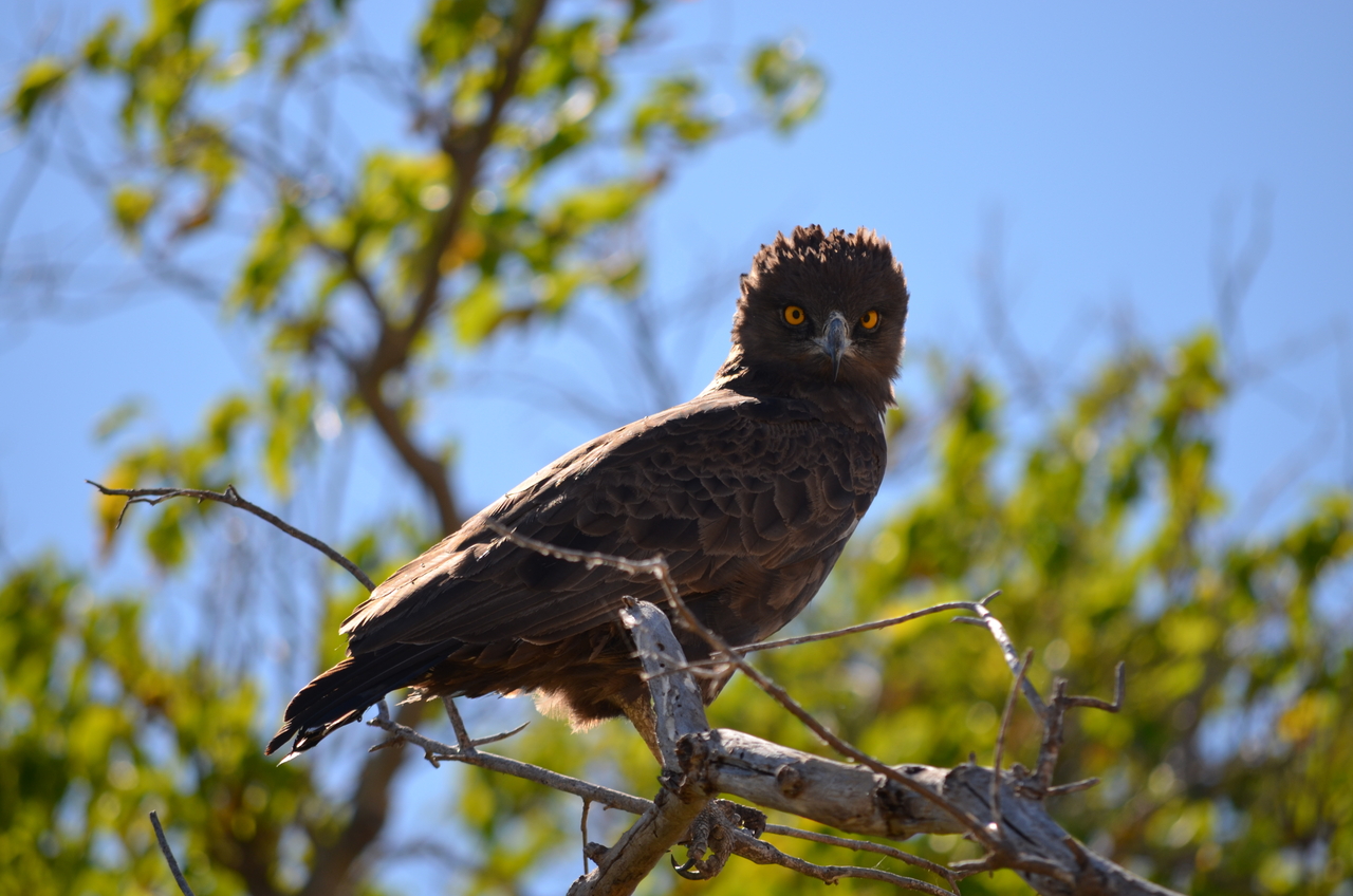 [17551] 2016_06_28_01_10_19_Africa_NIKON_D5100_IMG__00399.jpg