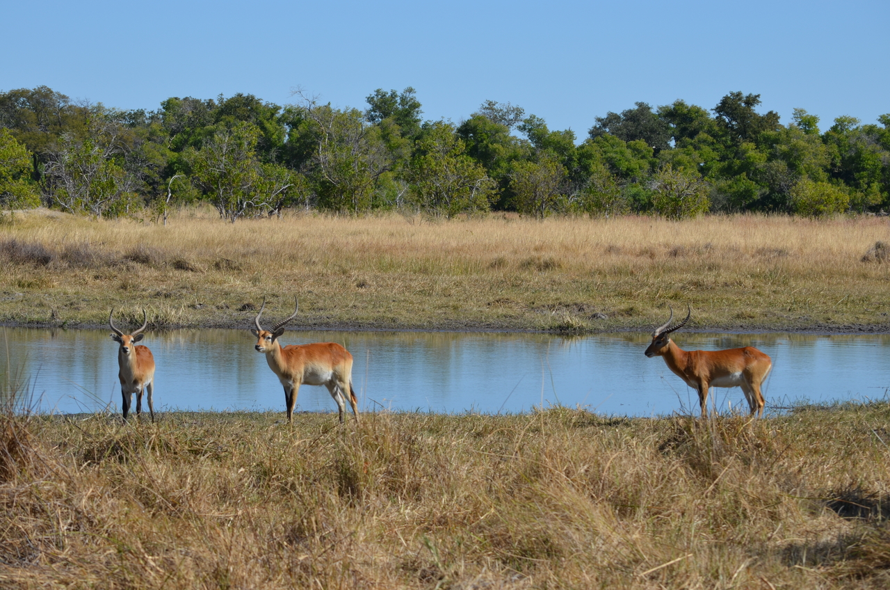 [17725] 2016_06_28_01_43_09_Africa_NIKON_D5100_IMG__05037.jpg