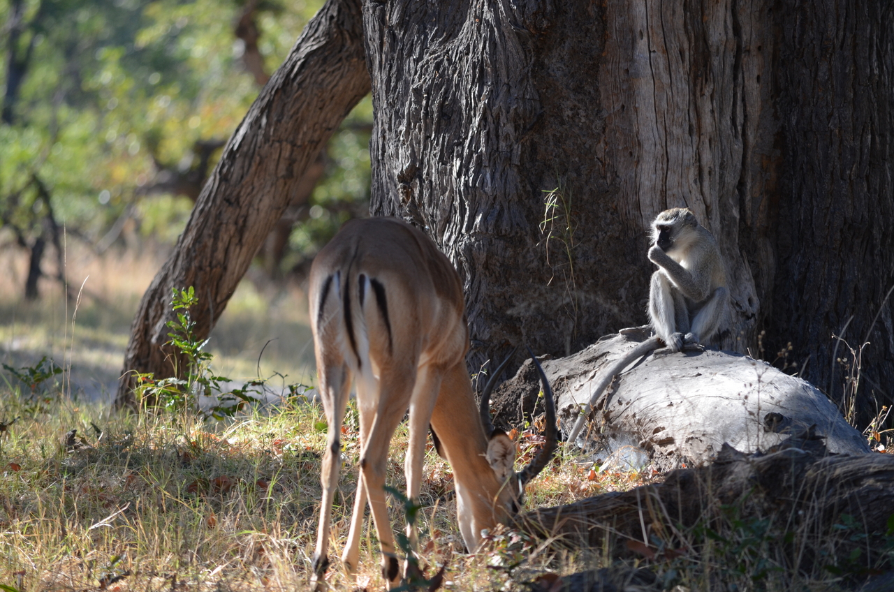 [20473] 2016_06_28_23_17_25_Africa_NIKON_D5100_IMG__00420.jpg