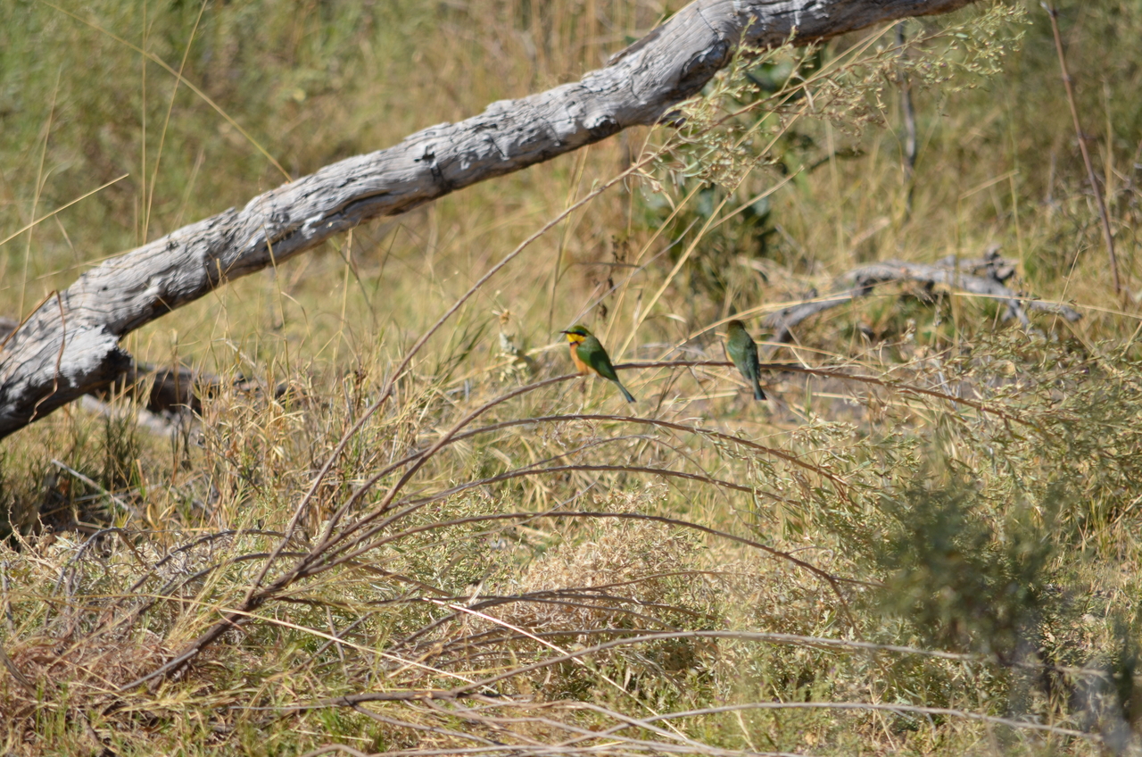 [20481] 2016_06_29_00_17_09_Africa_NIKON_D5100_IMG__00424.jpg