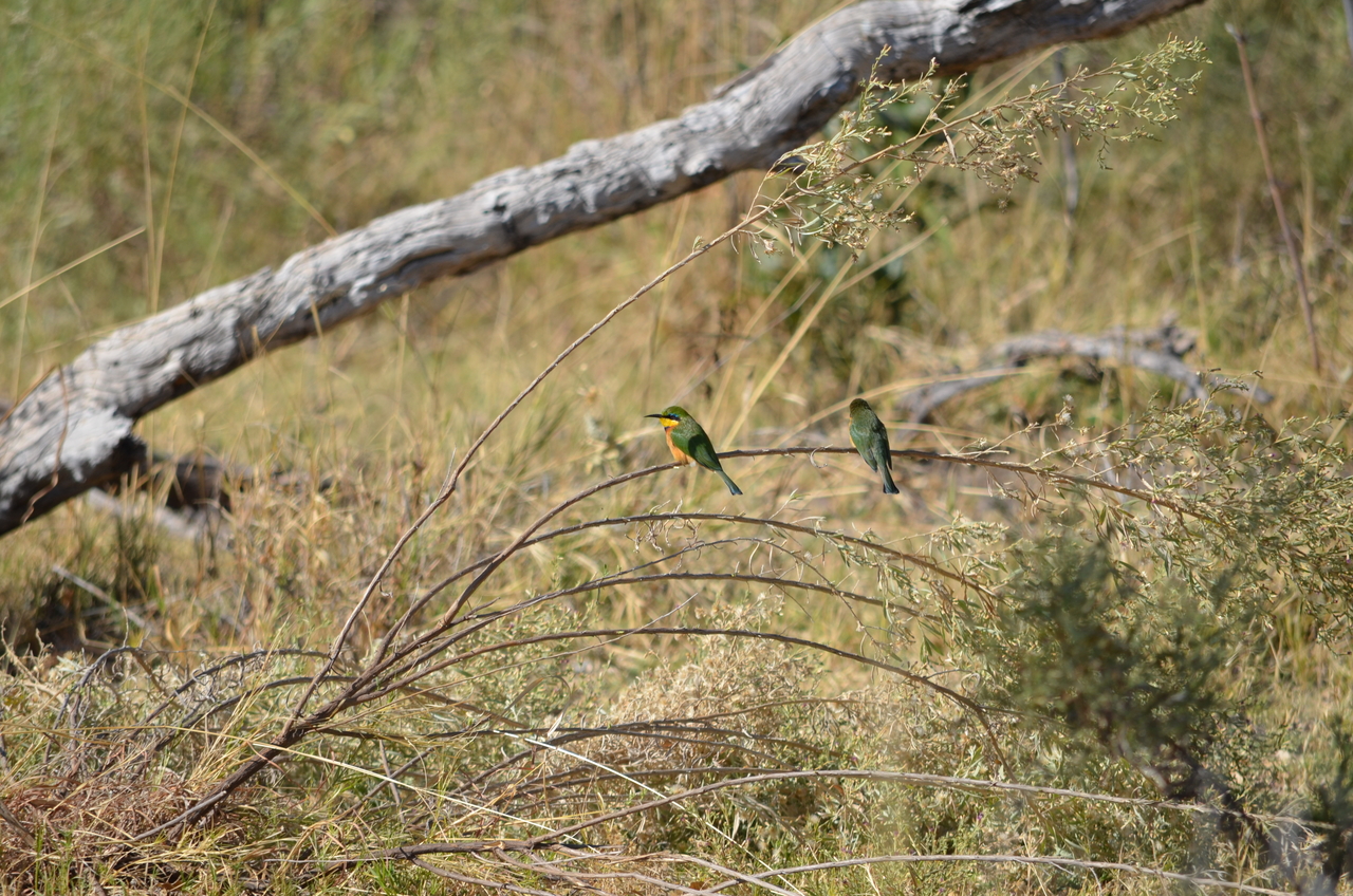 [20483] 2016_06_29_00_17_15_Africa_NIKON_D5100_IMG__00425.jpg