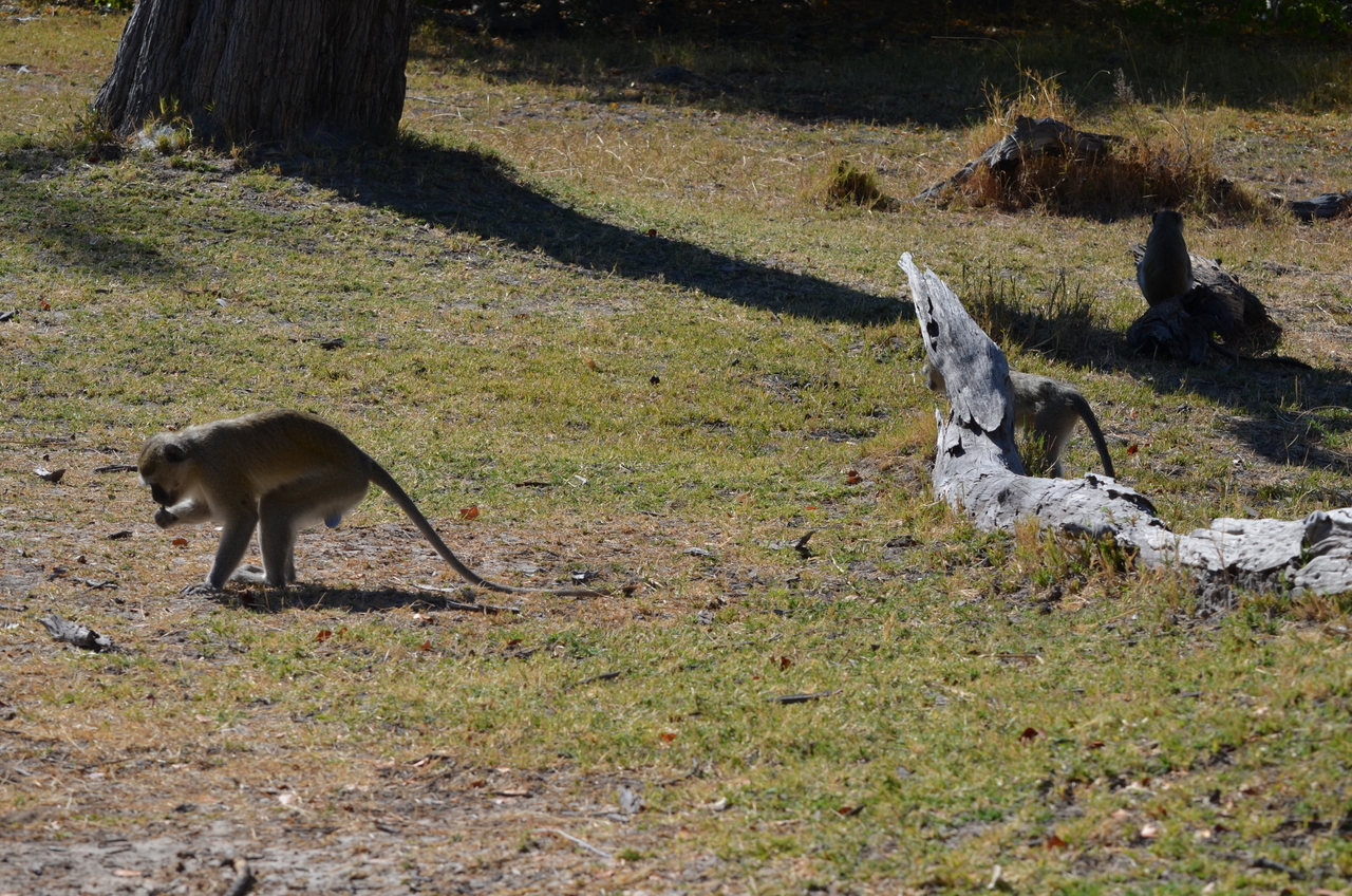 [20494] 2016_06_29_00_41_48_Africa_NIKON_D5100_IMG__05052.jpg