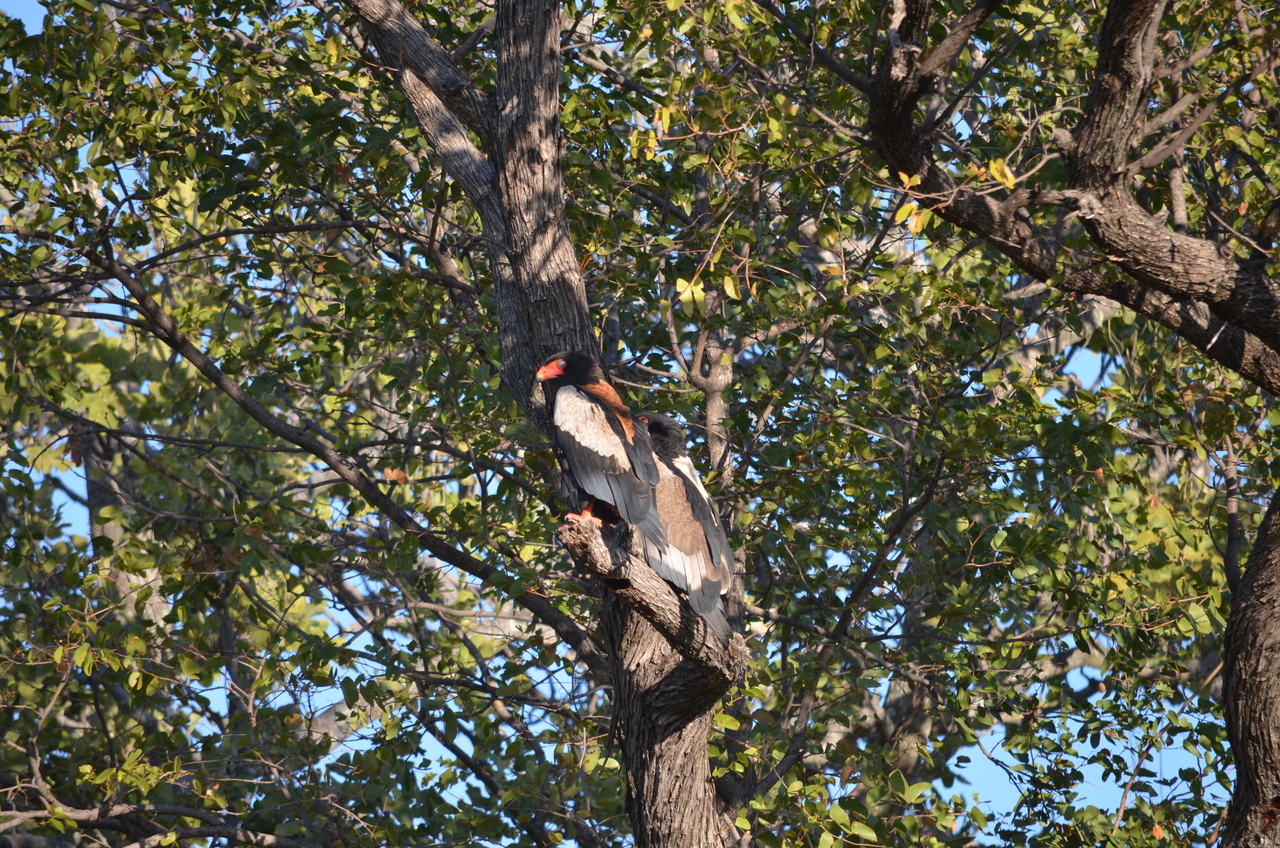 [21295] 2016_06_29_07_09_04_Africa_NIKON_D5100_IMG__05069.jpg