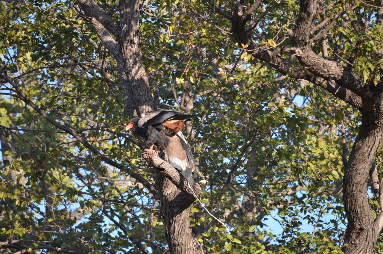 [21296] 2016_06_29_07_09_13_Africa_NIKON_D5100_IMG__00448.jpg