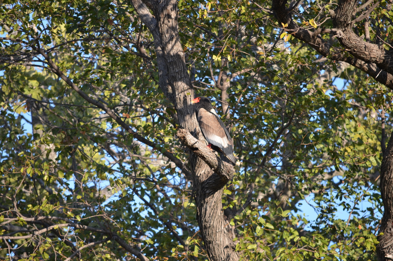 [21300] 2016_06_29_07_10_14_Africa_NIKON_D5100_IMG__00450.jpg