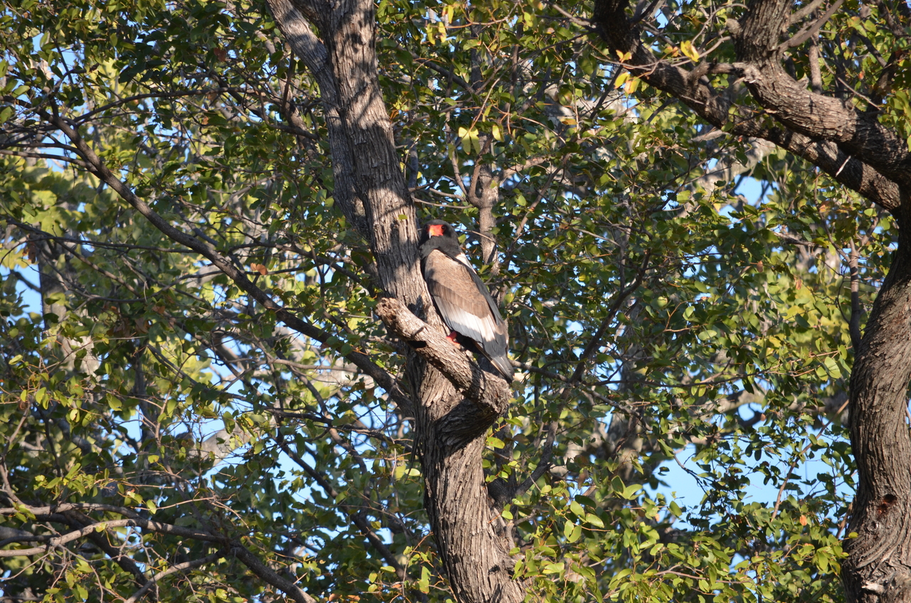 [21305] 2016_06_29_07_10_19_Africa_NIKON_D5100_IMG__05074.jpg