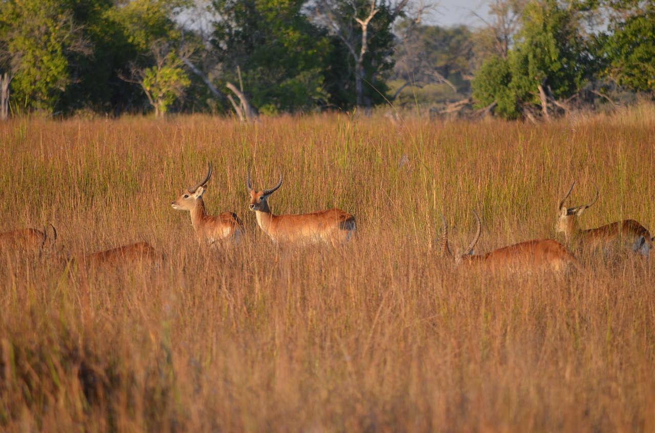 [21314] 2016_06_29_07_43_23_Africa_NIKON_D5100_IMG__05077.jpg