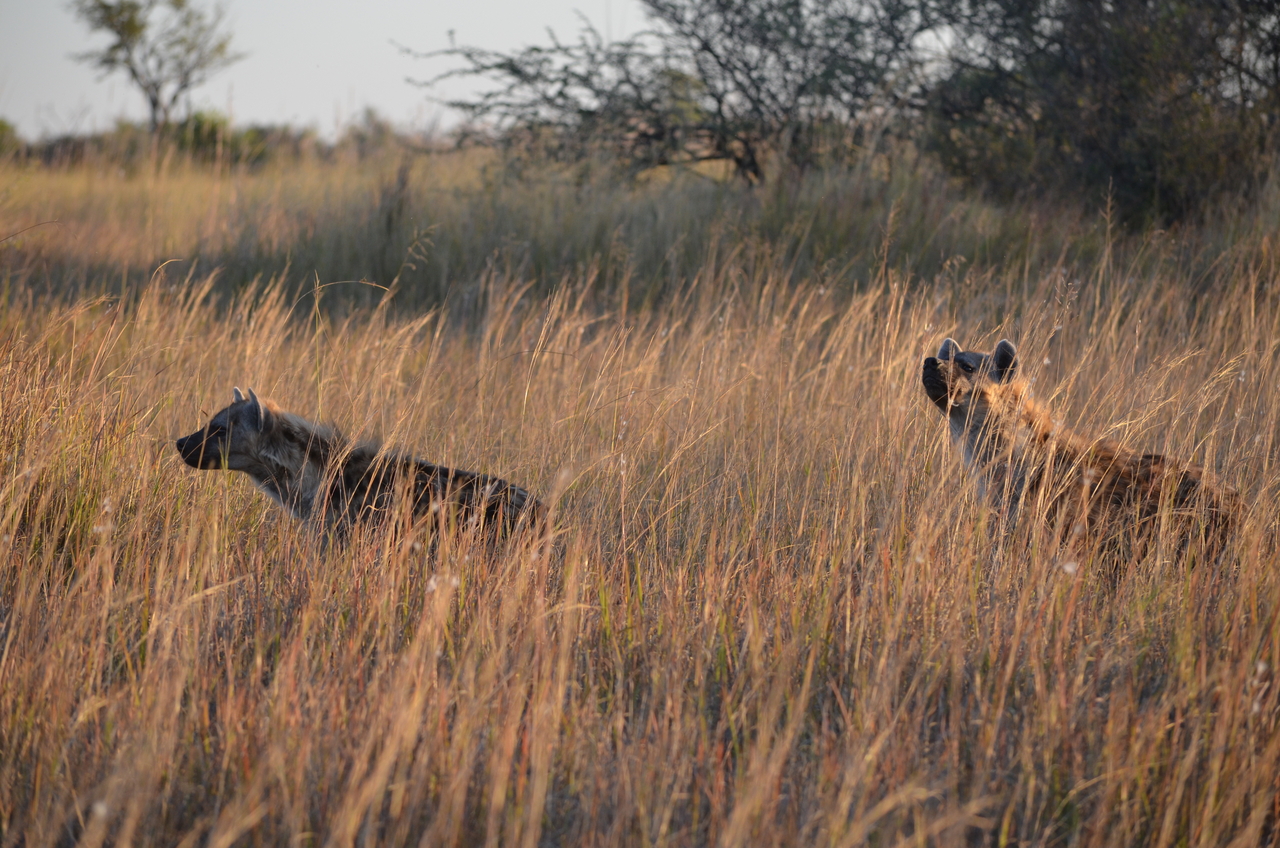 [21317] 2016_06_29_07_44_50_Africa_NIKON_D5100_IMG__00457.jpg