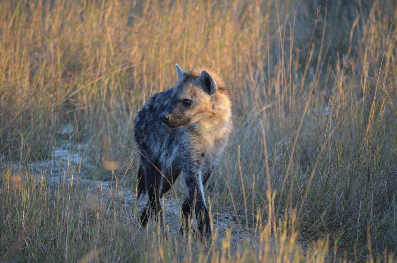 [21330] 2016_06_29_07_50_36_Africa_NIKON_D5100_IMG__05085.jpg