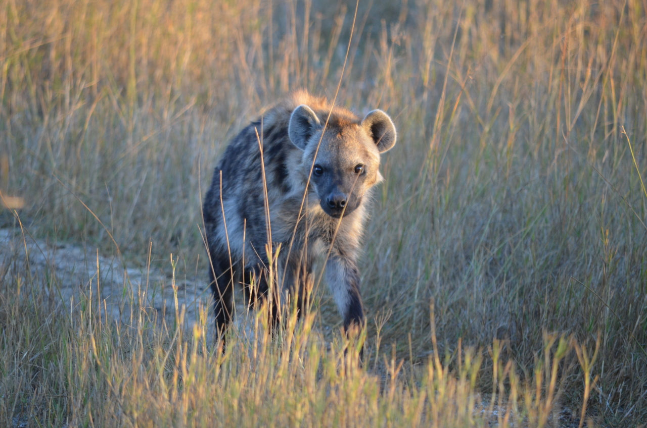 [21332] 2016_06_29_07_50_38_Africa_NIKON_D5100_IMG__05086.jpg