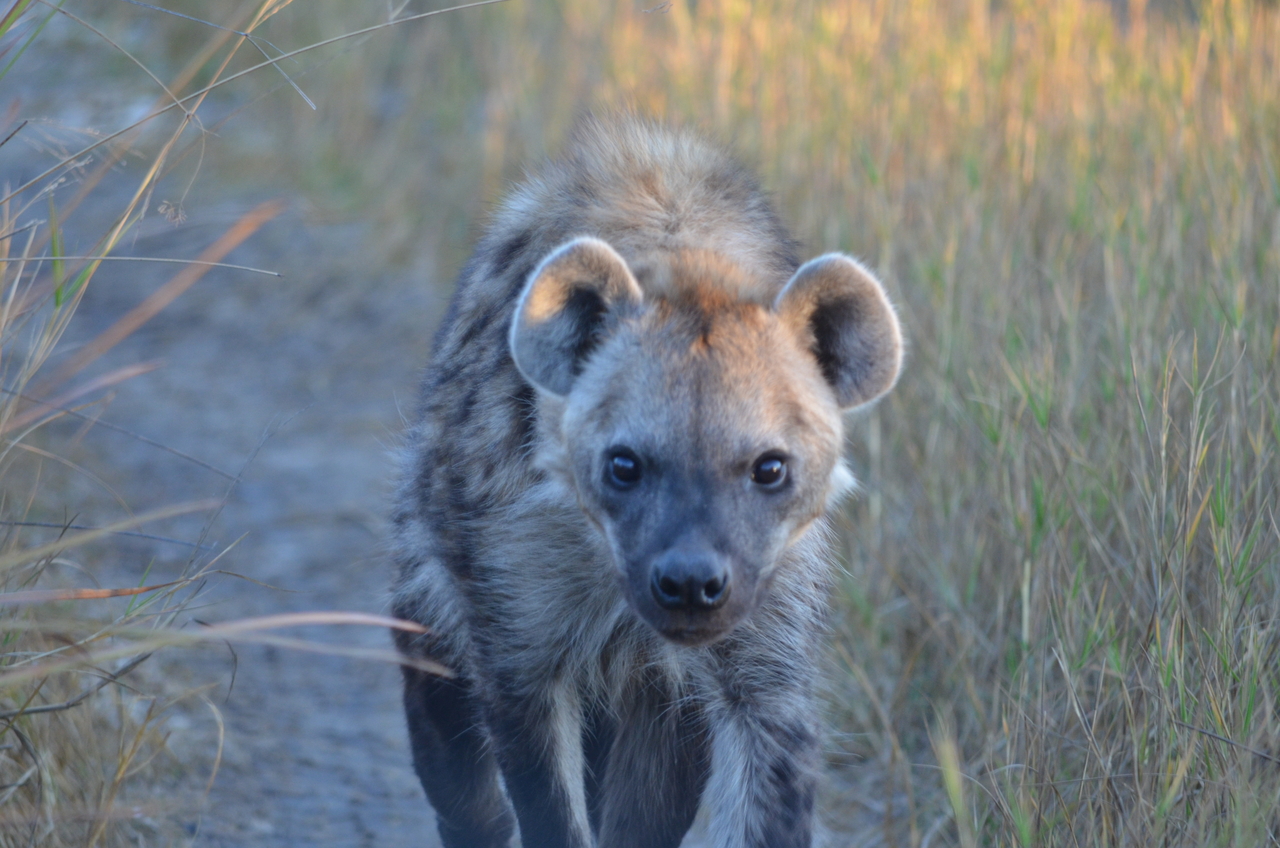 [21340] 2016_06_29_07_50_50_Africa_NIKON_D5100_IMG__05090.jpg