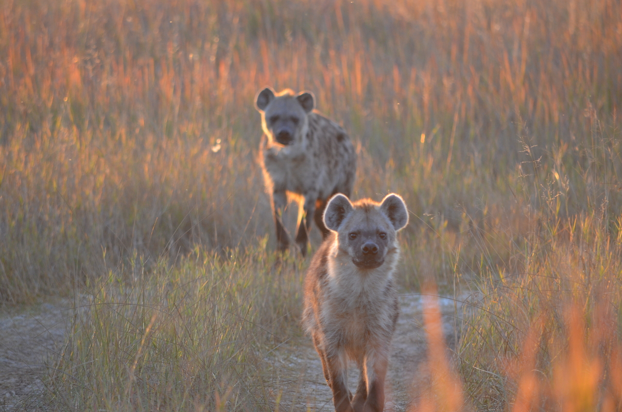 [21344] 2016_06_29_07_55_26_Africa_NIKON_D5100_IMG__05092.jpg