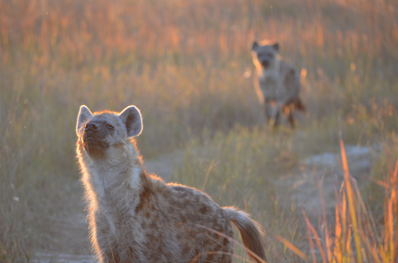 [21347] 2016_06_29_07_55_39_Africa_NIKON_D5100_IMG__00472.jpg