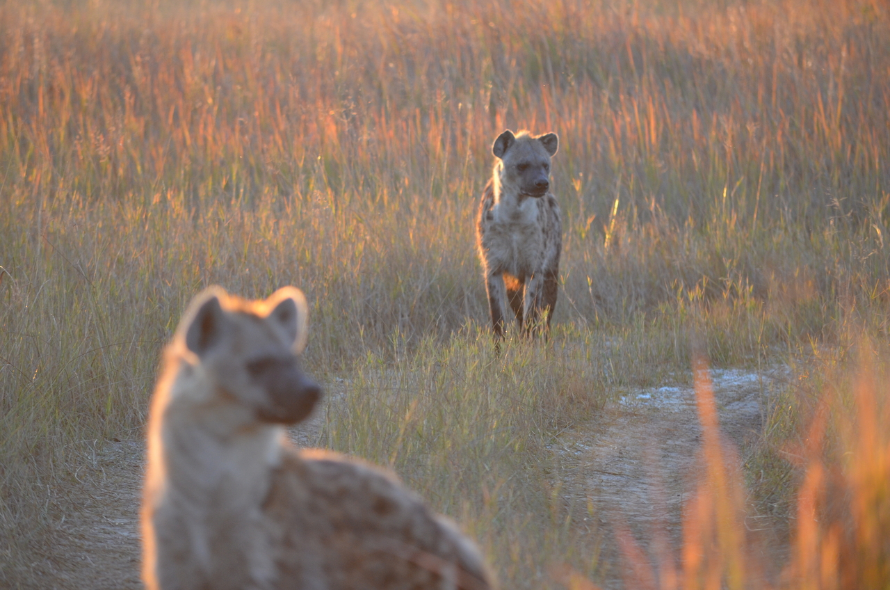 [21350] 2016_06_29_07_55_41_Africa_NIKON_D5100_IMG__05095.jpg