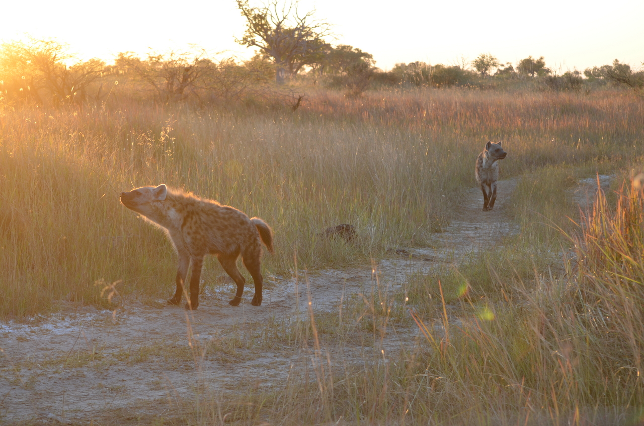 [21351] 2016_06_29_07_55_59_Africa_NIKON_D5100_IMG__00474.jpg