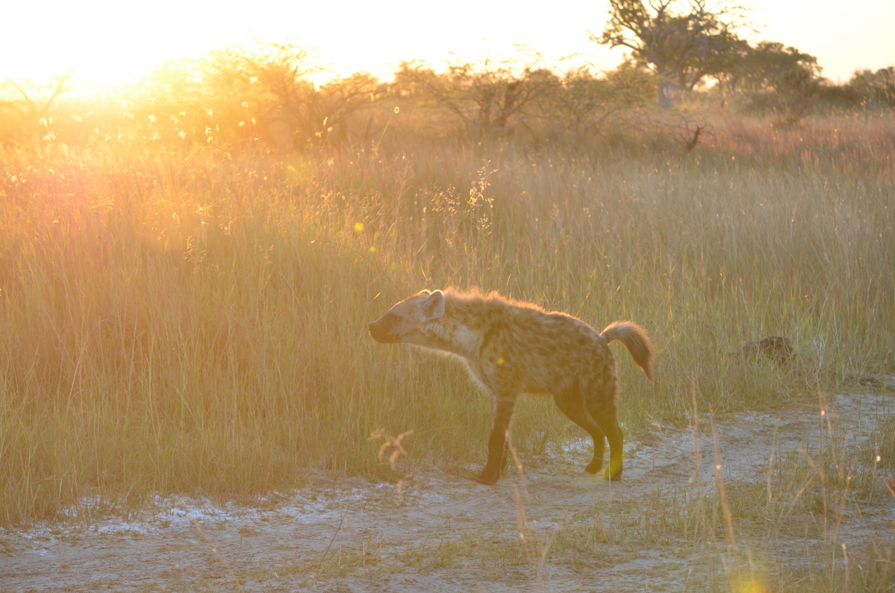 [21353] 2016_06_29_07_56_05_Africa_NIKON_D5100_IMG__00475.jpg