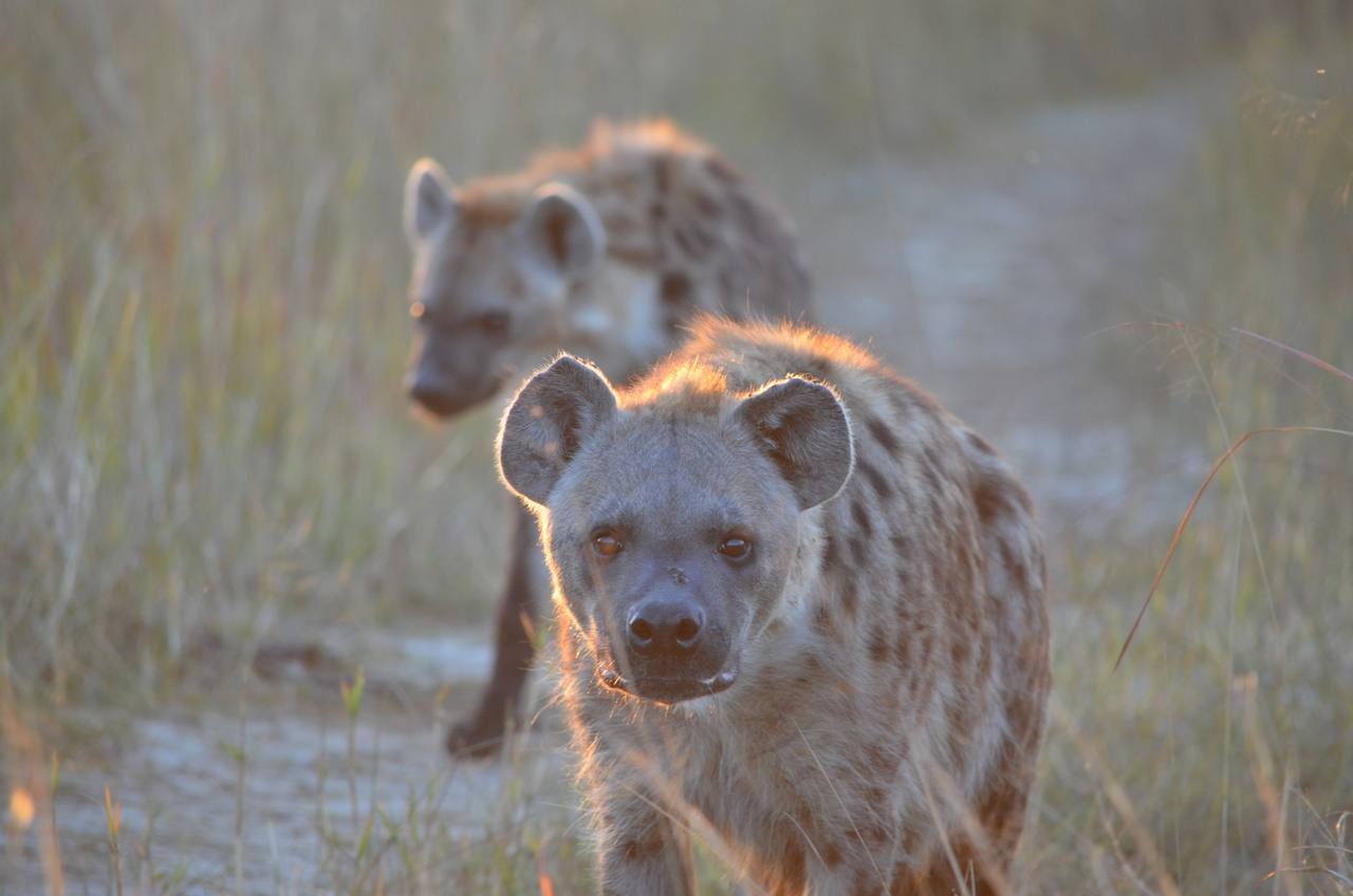 [21359] 2016_06_29_07_56_49_Africa_NIKON_D5100_IMG__00478.jpg