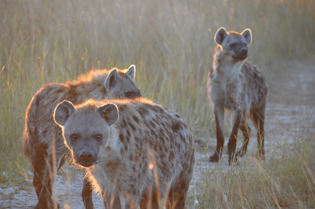[21366] 2016_06_29_07_56_56_Africa_NIKON_D5100_IMG__05103.jpg