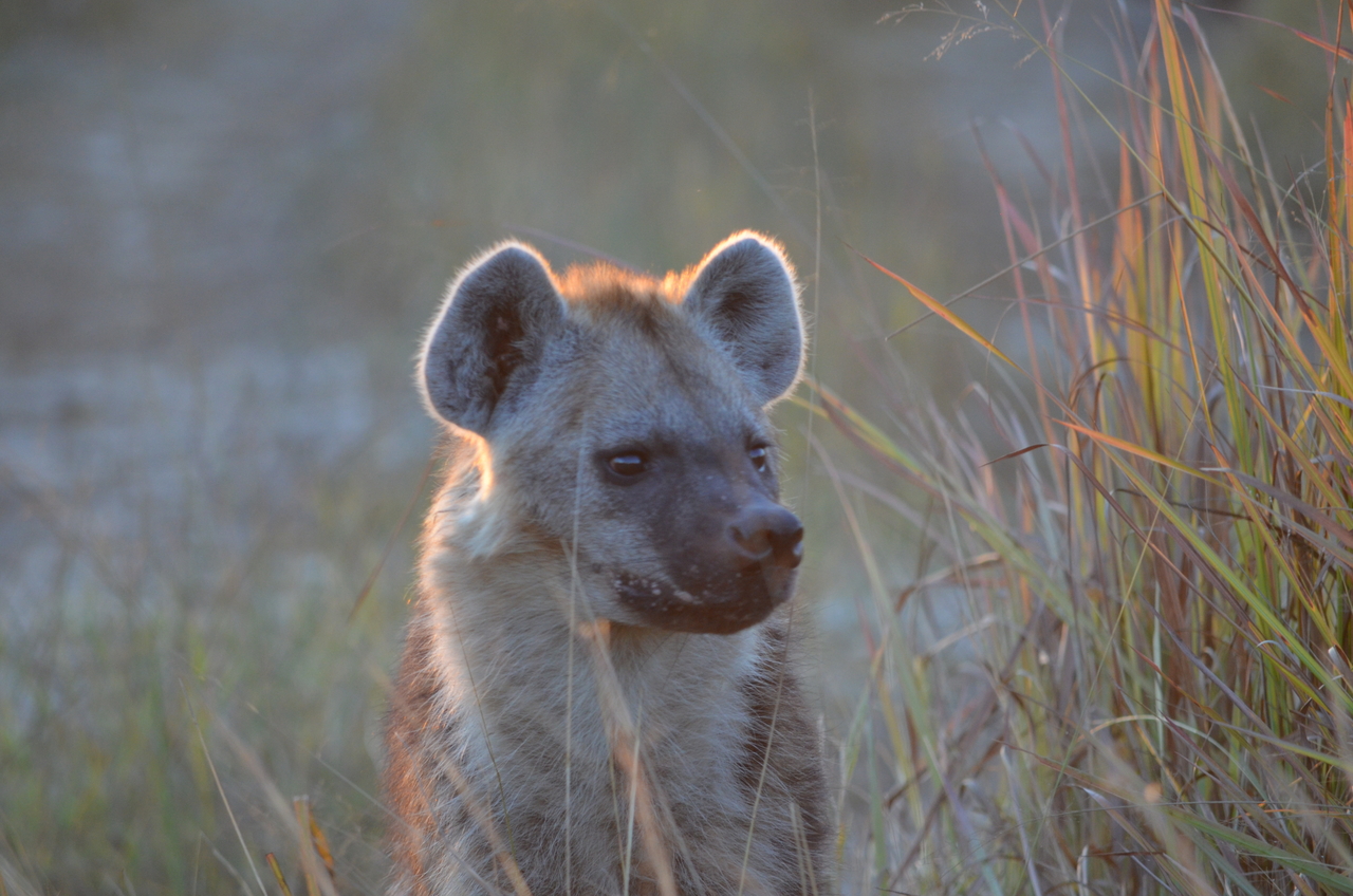 [21368] 2016_06_29_07_59_05_Africa_NIKON_D5100_IMG__05104.jpg