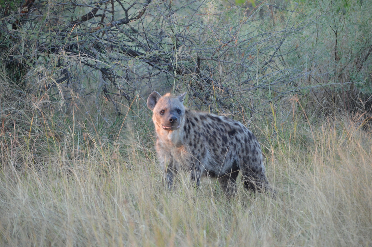 [21378] 2016_06_29_08_01_11_Africa_NIKON_D5100_IMG__05106.jpg
