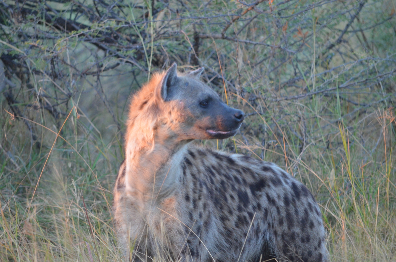 [21381] 2016_06_29_08_01_18_Africa_NIKON_D5100_IMG__00486.jpg