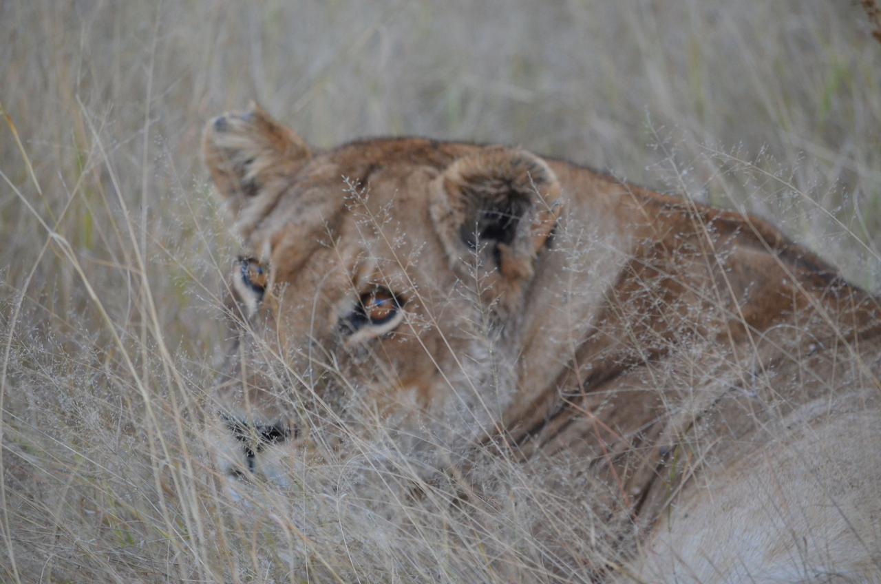 [21385] 2016_06_29_08_07_01_Africa_NIKON_D5100_IMG__00488.jpg