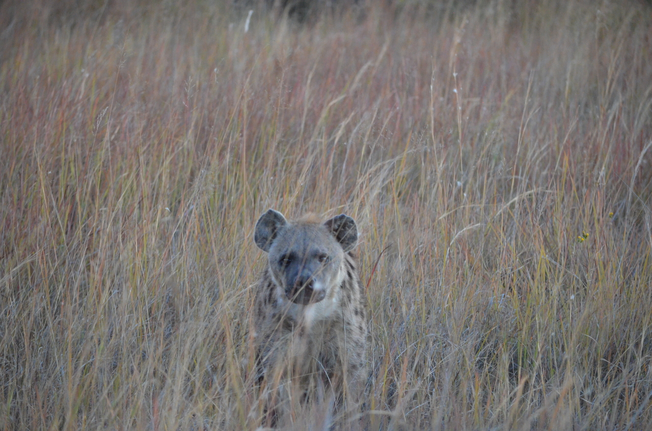 [21392] 2016_06_29_08_15_35_Africa_NIKON_D5100_IMG__05113.jpg