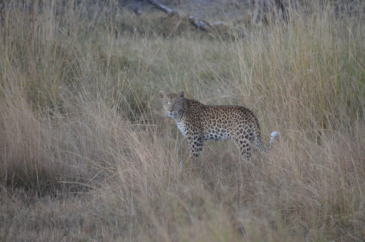 [21395] 2016_06_29_08_18_38_Africa_NIKON_D5100_IMG__00493.jpg