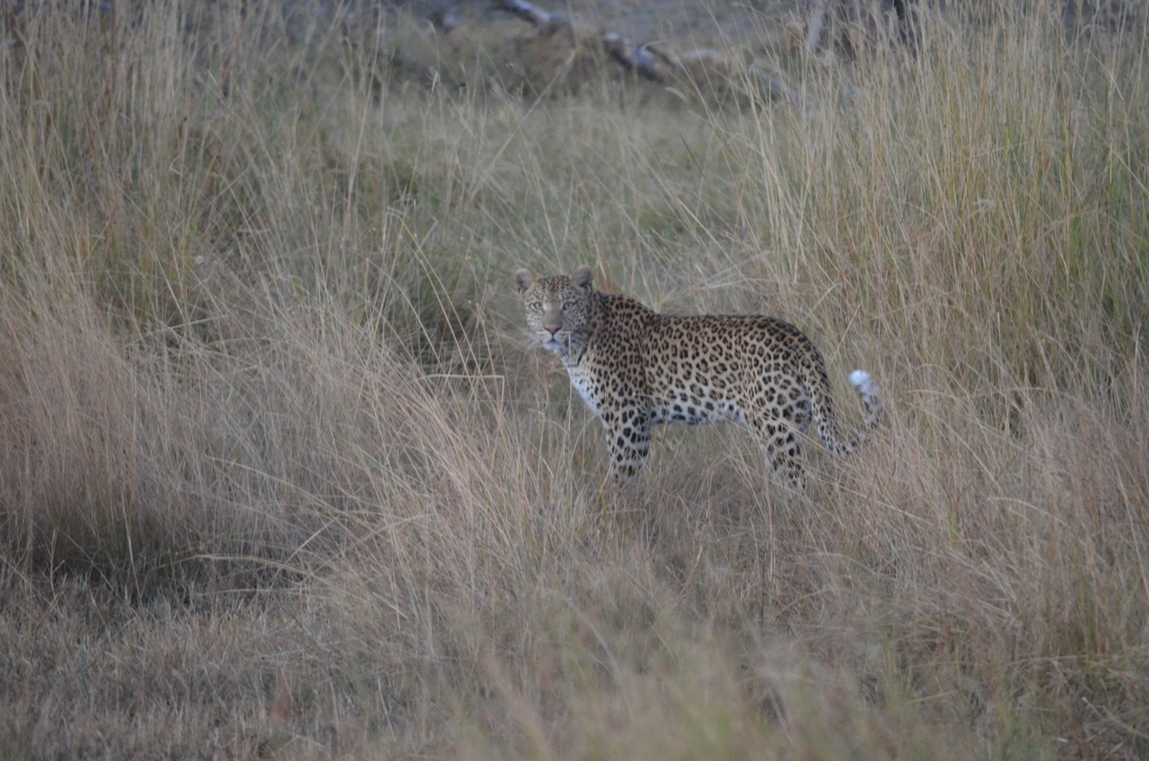 [21400] 2016_06_29_08_18_40_Africa_NIKON_D5100_IMG__05117.jpg