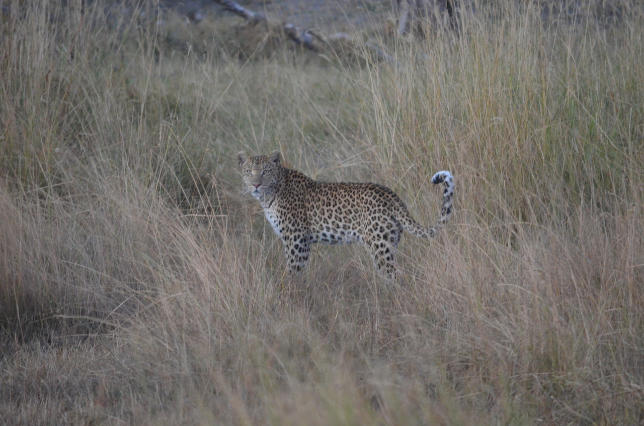 [21403] 2016_06_29_08_18_47_Africa_NIKON_D5100_IMG__00497.jpg