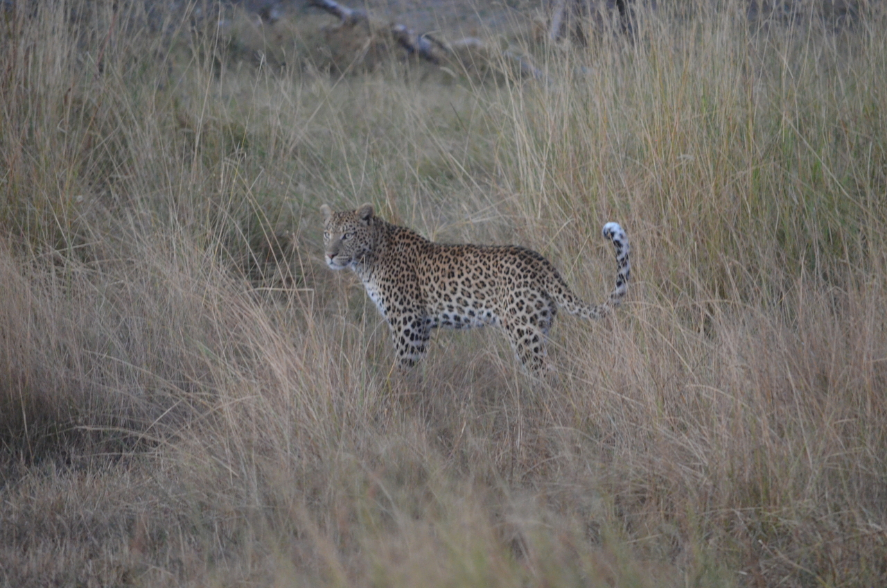 [21406] 2016_06_29_08_18_49_Africa_NIKON_D5100_IMG__05120.jpg