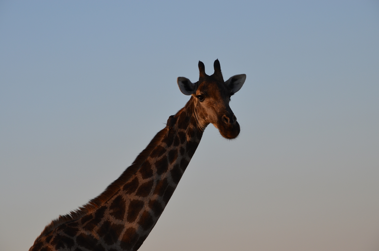 [22278] 2016_06_29_21_36_34_Africa_NIKON_D5100_IMG__00511.jpg