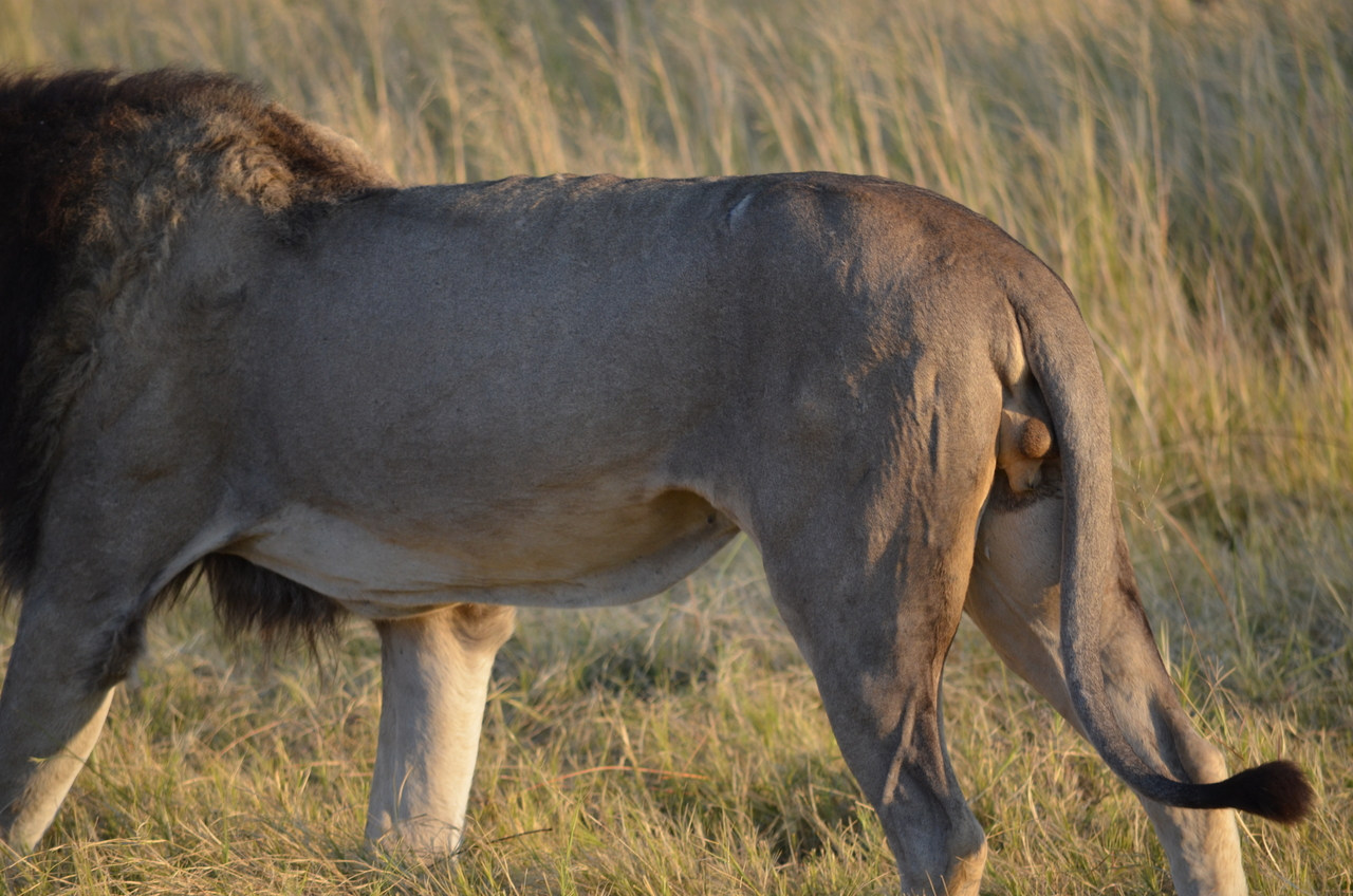 [22293] 2016_06_29_21_48_44_Africa_NIKON_D5100_IMG__05140.jpg