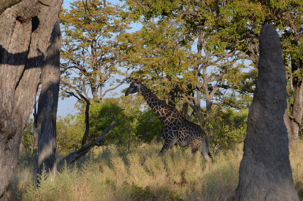 [22299] 2016_06_29_22_06_26_Africa_NIKON_D5100_IMG__05143.jpg