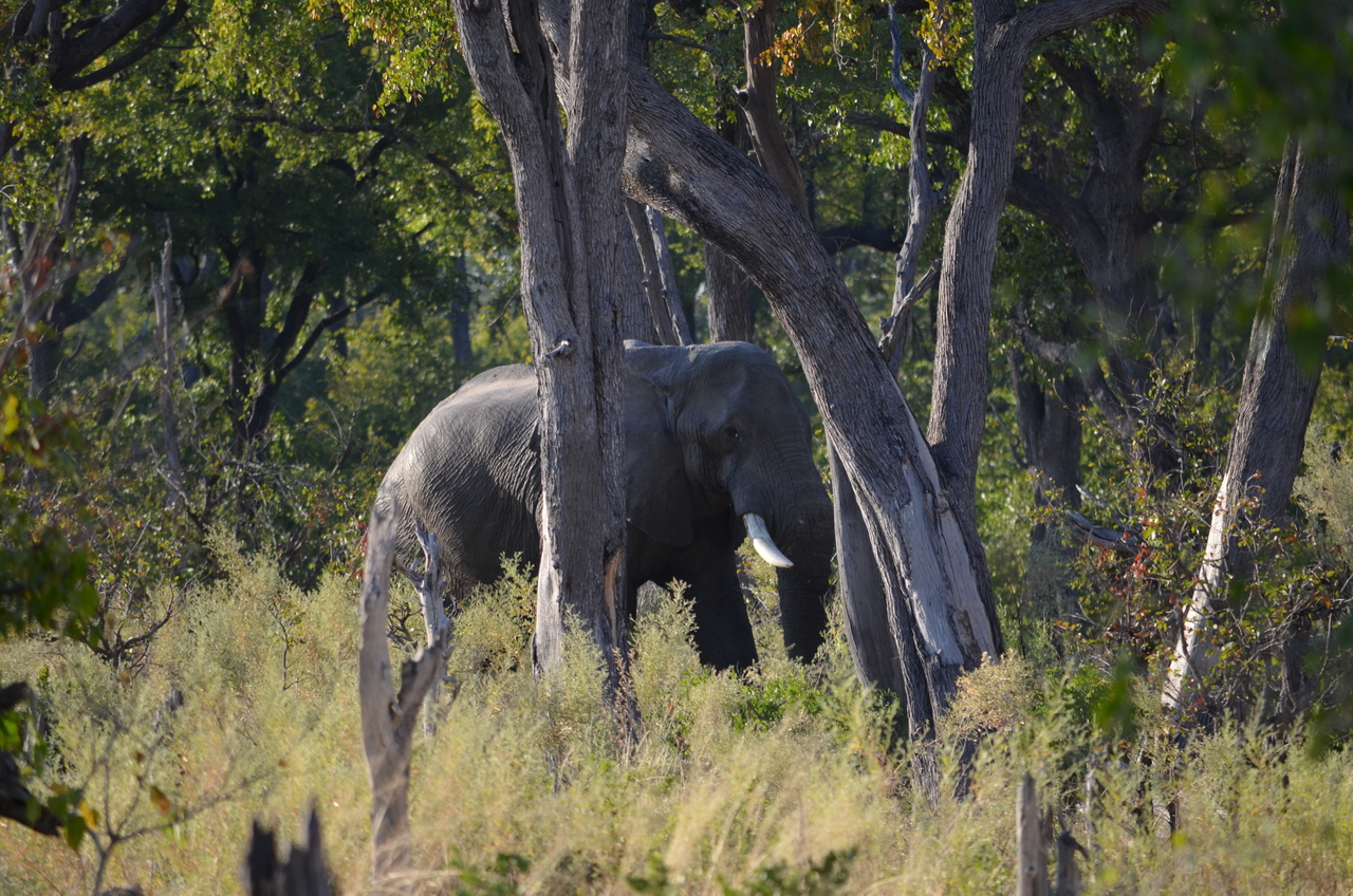 [22300] 2016_06_29_22_17_55_Africa_NIKON_D5100_IMG__00522.jpg