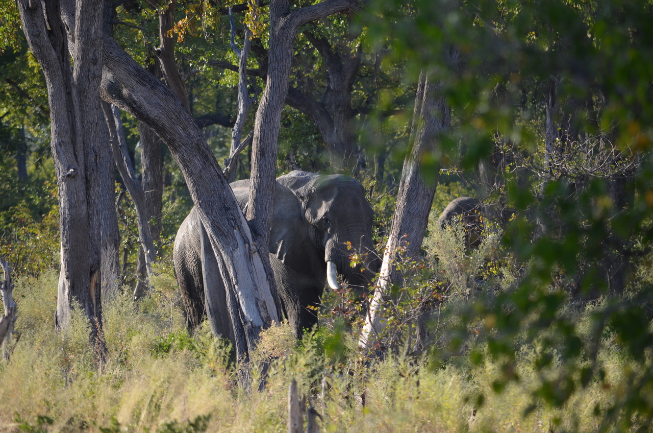 [22303] 2016_06_29_22_18_01_Africa_NIKON_D5100_IMG__05145.jpg