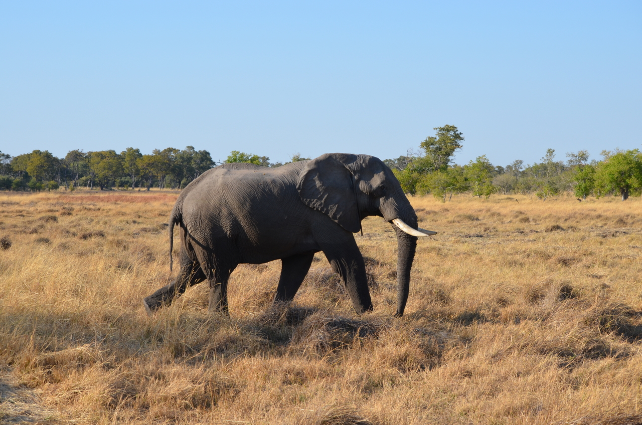 [22314] 2016_06_29_22_39_17_Africa_NIKON_D5100_IMG__00529.jpg