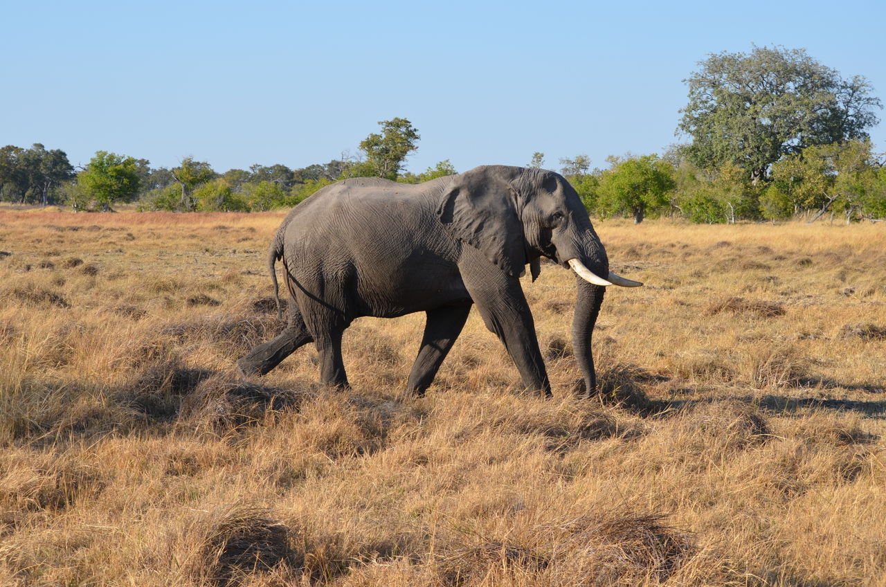 [22316] 2016_06_29_22_39_19_Africa_NIKON_D5100_IMG__00530.jpg