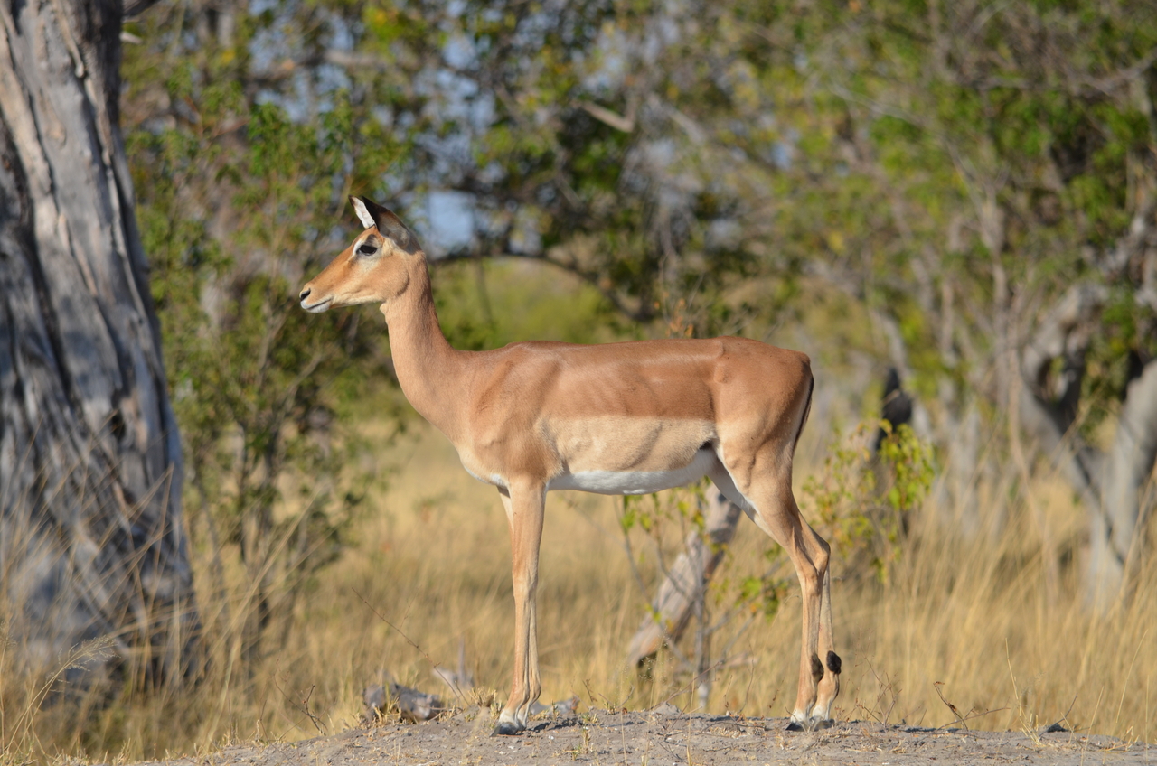 [22329] 2016_06_29_23_04_30_Africa_NIKON_D5100_IMG__05158.jpg