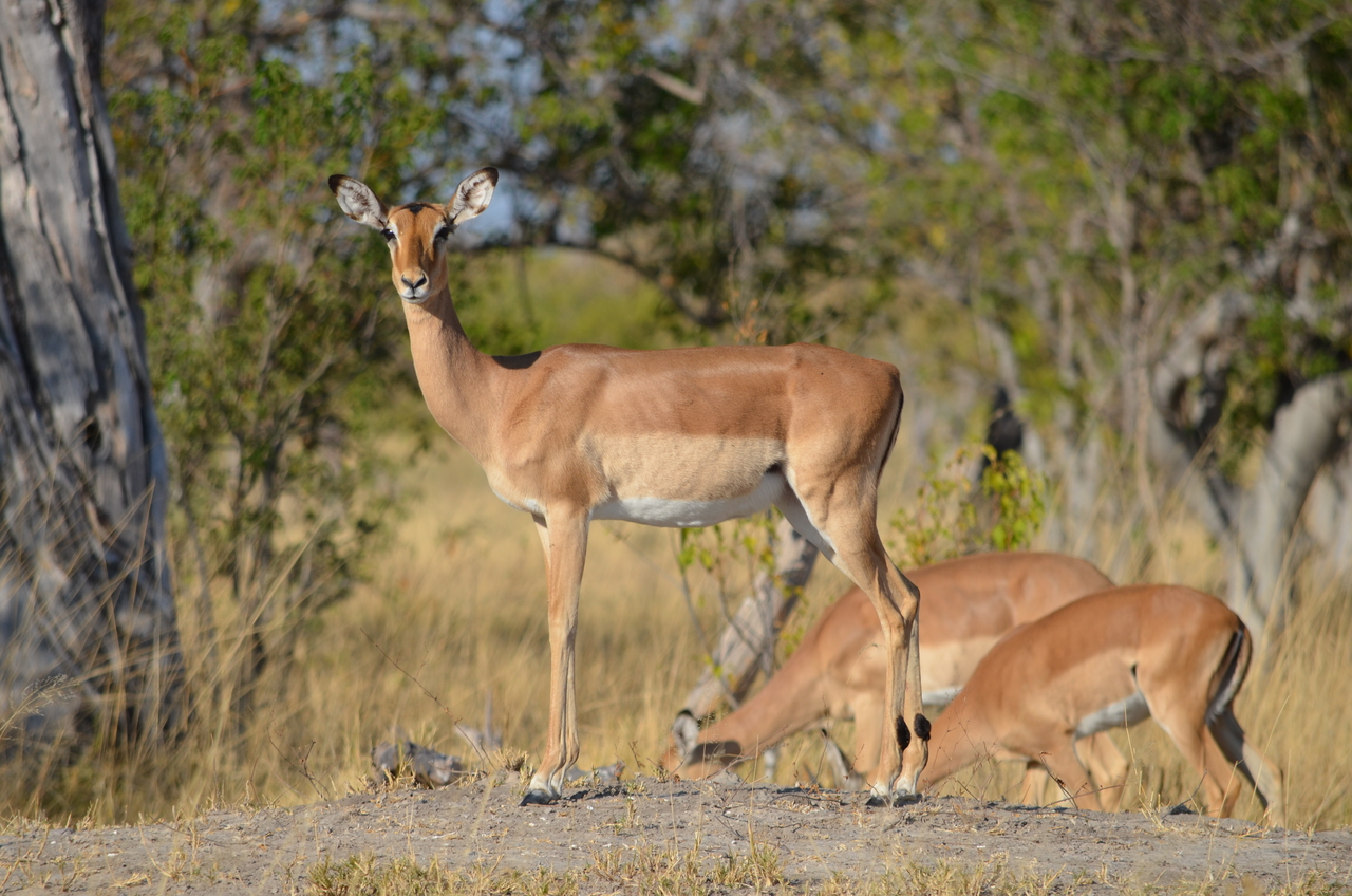[22333] 2016_06_29_23_04_44_Africa_NIKON_D5100_IMG__05160.jpg