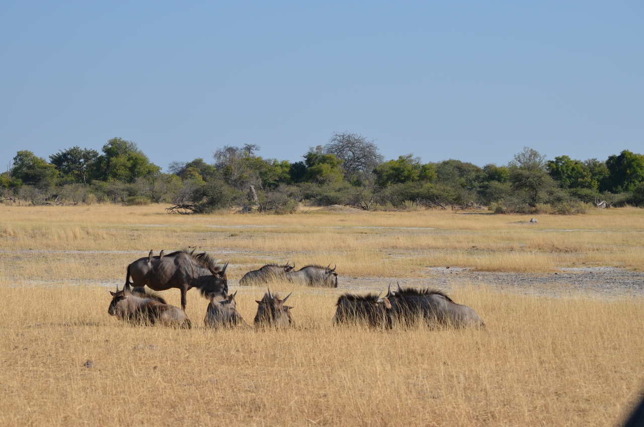 [22334] 2016_06_29_23_34_12_Africa_NIKON_D5100_IMG__00539.jpg