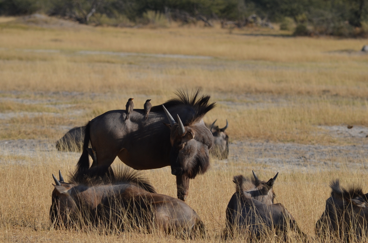 [22338] 2016_06_29_23_34_20_Africa_NIKON_D5100_IMG__00541.jpg